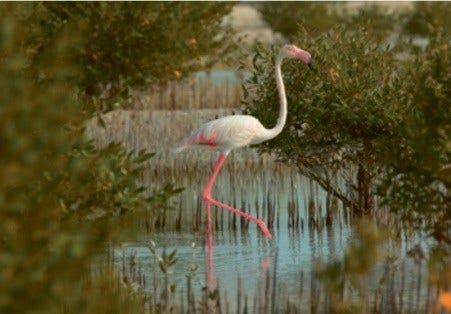 鳥類の多様性の実現