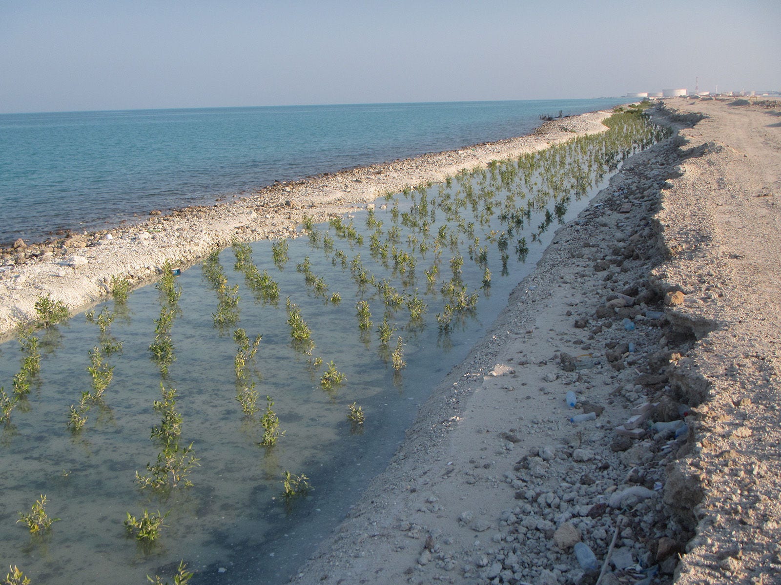 Mangroves planted along an artificial tidal channel