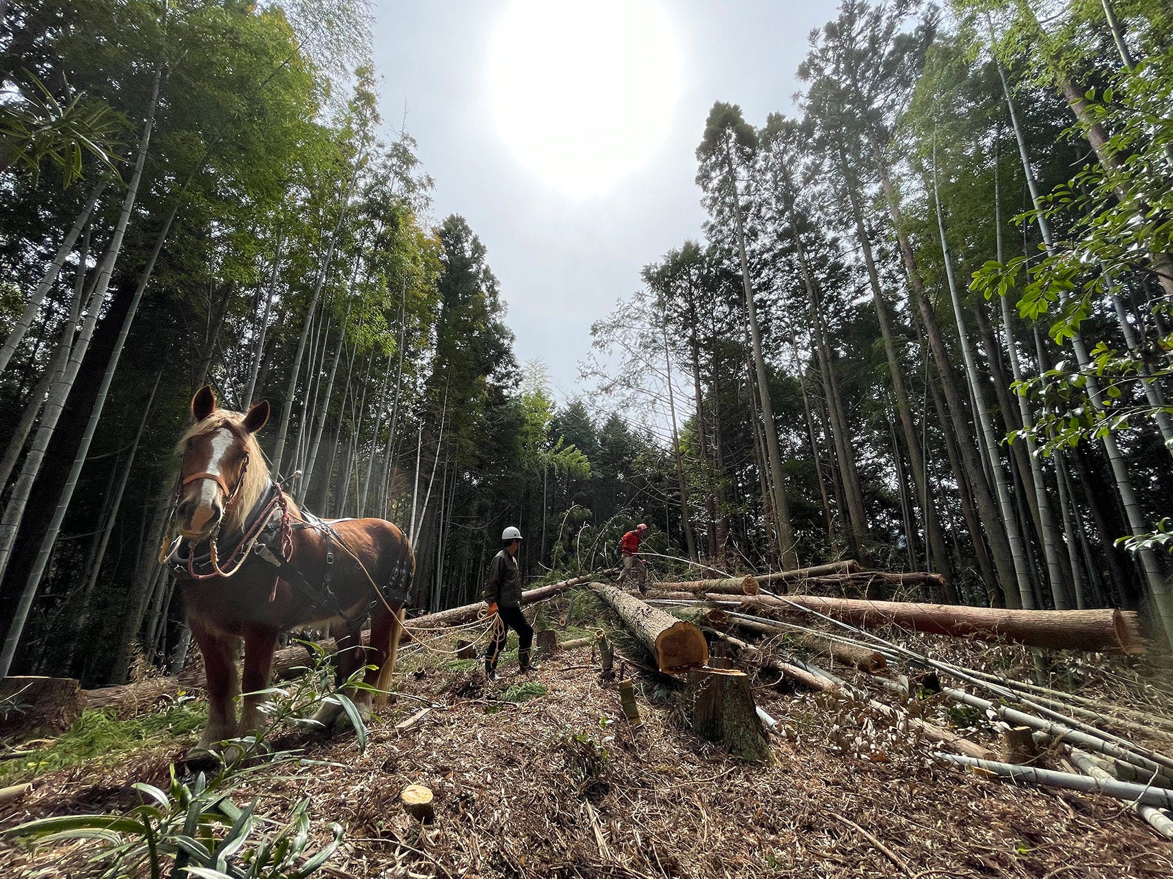 馬の力で間伐した木材を搬出する作業（徳島県）