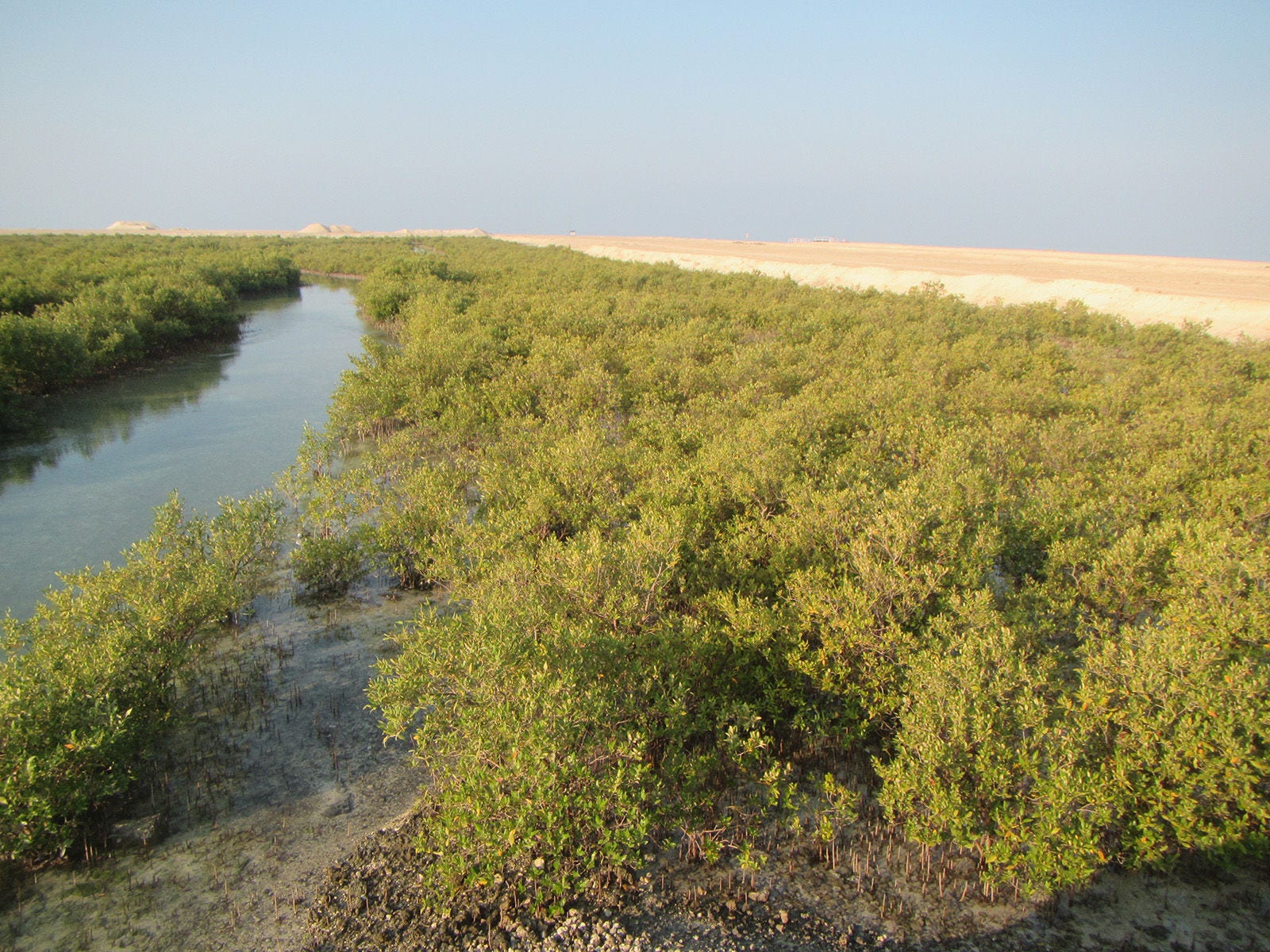Mangroves planted along an artificial tidal channel