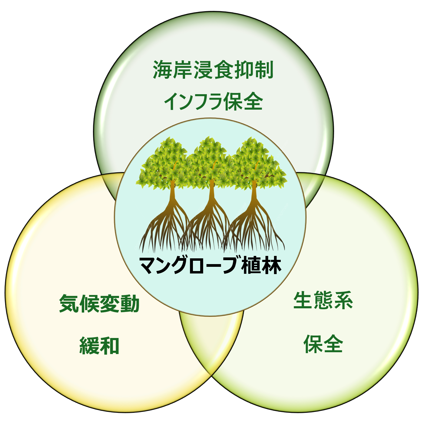 マングローブの植林効果
