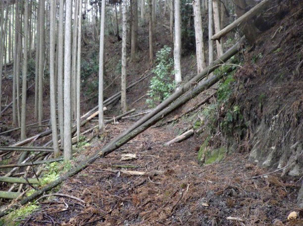 Forest road before and after donation-funded development