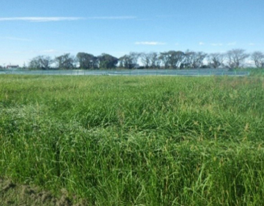 Grassland area (with a solar farm in the background)
