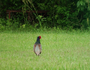 Pheasant exploring the grassland