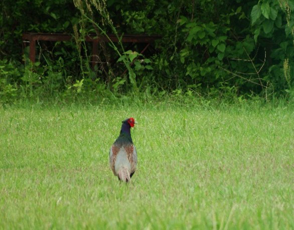草地を歩くキジ