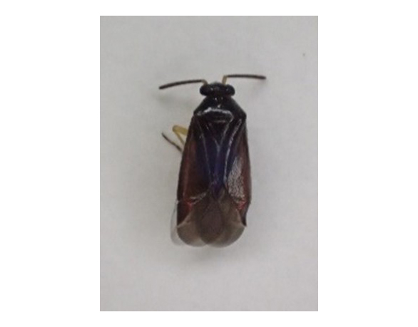 サイト内で確認されたリンゴクロカスミカメ