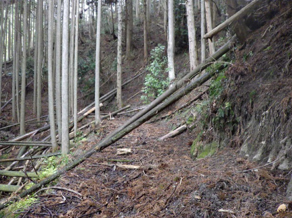 寄付による林道整備前後の比較