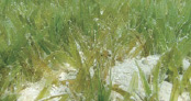 写真 海草の繁殖