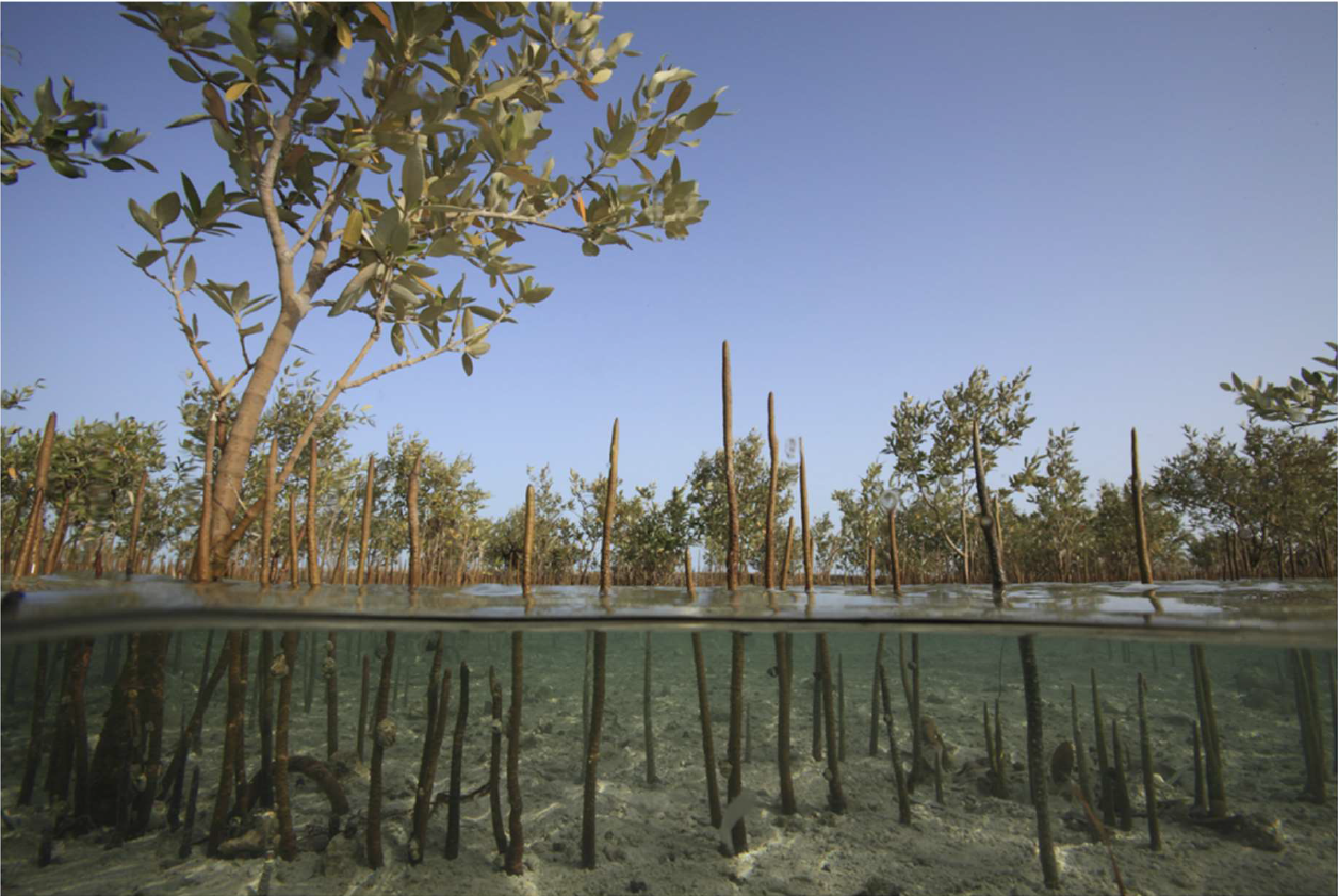 Mangroves on Mubarraz Island